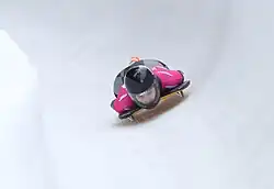 Nele Kaschinksi beim Skeleton-Wettbewerb