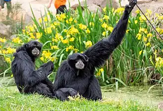 Siamangs