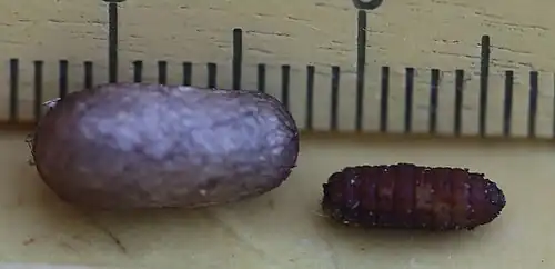 Kokon mit Parasitoidenpuppe (eine Raupenfliege)