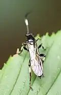 Eupalamus wesmaeli ♀ Ovipositor erkennbar