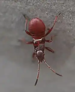 Mittleres Nymphenstadium