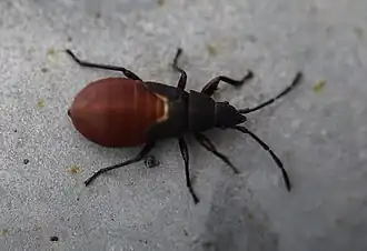 Letztes Nymphenstadium