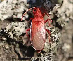 Unausgefärbte Wanze unmittelbar nach ihrer letzten Häutung zur Imago