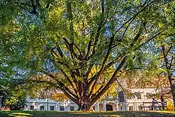 2. Platz: Ginkgo (Ginkgo biloba) in Daruvar, Kroatien