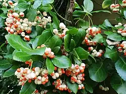 Japanischer Spindelstrauch