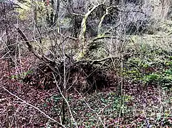 NSG Sumpfgebiet im Ölbachtal