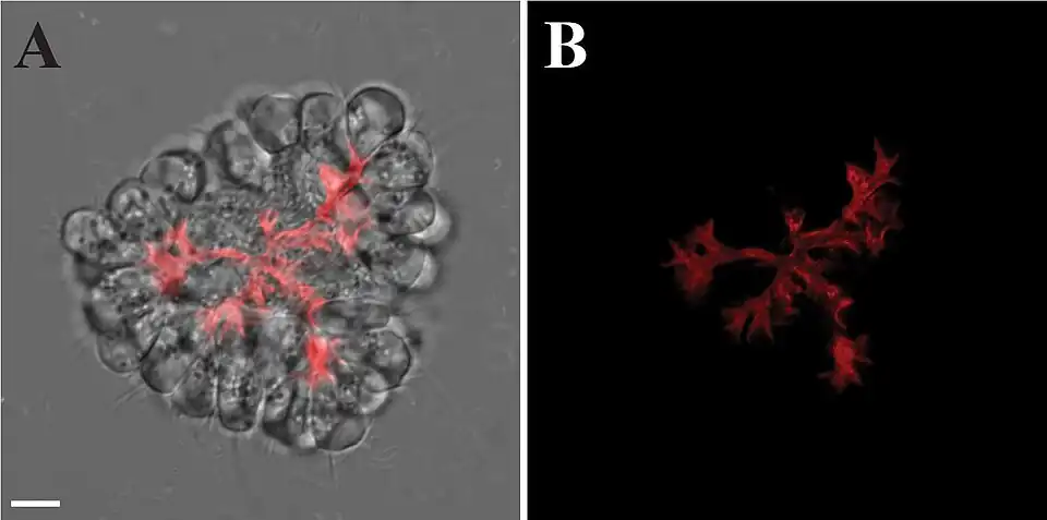 Extrazelluläre Matrix (ECM) einer Kolonie von B. monosierra mit Concanavalin A sichtbar gemacht. (A) Kolonie mit ECM (rot), (B) ECM alleine.