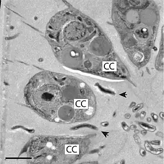 Die TEM-Aufnahme zeigt spiralförmige Bakterien (Pfeilspitzen) zwischen den Choanozyten (CC) einer Kolonie von B. monosierra. Balken: 2 µm.