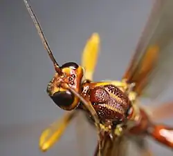 Kopf und Thorax von seitlich oben