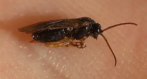 ♀ Seitenansicht; Sägescheide erkennbar