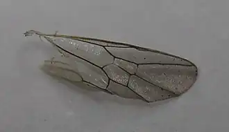 ♀ Hinterflügel (von oben)