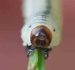 Larve mit dunklen Flecken; Frontansicht