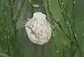 Kokon einer Wespenspinne