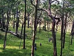 Am Foho Malitoli in Cossal