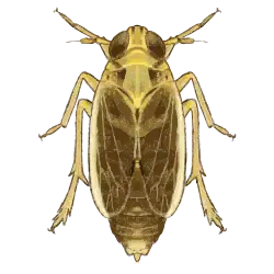 Skizze eines kurzflügeligen Exemplars