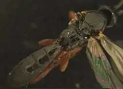 Dorsalansicht von Thorax und vorderem Hinterleib