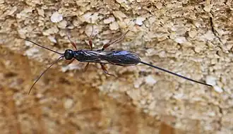 Odontocolon dentipes ♀ (Dorsalansicht)
