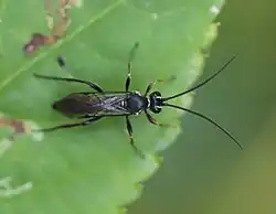 cf. Virgichneumon dumeticola ♂