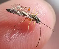 Apechthis rufata ♂