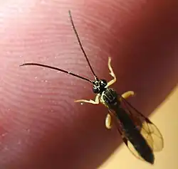 Apechthis rufata ♂