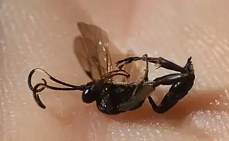 Virgichneumon dumeticola ♀