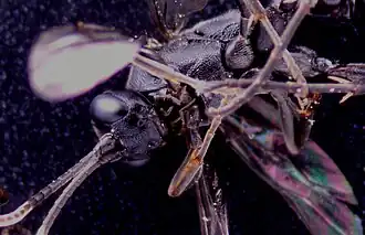 Virgichneumon dumeticola ♀