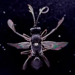 Virgichneumon dumeticola ♀