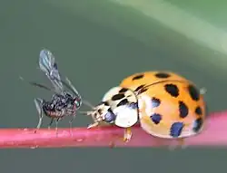 Eiablage an einem Asiatischen Marienkäfer