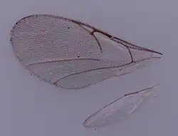 Flügel von Cinetus sp.