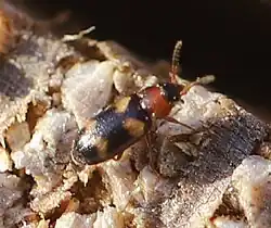 Käfer an gefällten Kiefernstämmen