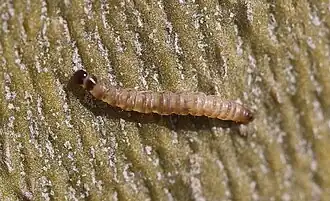 Raupe von Batia lunaris am Stamm einer Platane