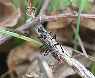 Diphyus castanopyga ♀