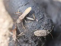 mit Ceraleptus gracilicornis an Hundekot