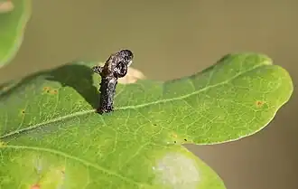 Raupensack Ende Mai an der Oberseite eines Eichenblatts