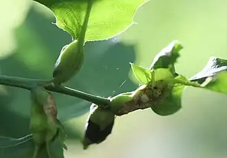 Gallen der geschlechtlichen Generation