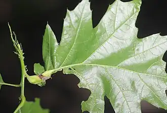 Galle der geschlechtlichen Generation