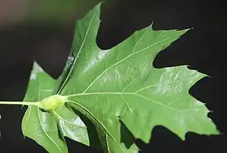 Galle der geschlechtlichen Generation