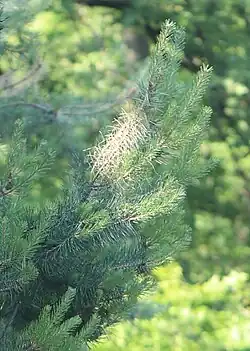 Fraßbild der Larven