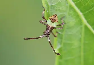 Frisch geschlüpfte Nymphe