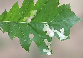 Blattminen an Roteiche