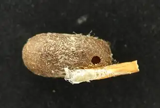 Austrittsloch aus dem Kokon von Diprion pini