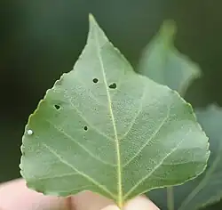 Ei an der Blattunterseite einer Schwarzpappel