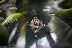 Ein Schildkrötenkopf taucht aus dem Wasser auf