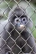Indochina-Brillenlangur (Trachypithecus crepusculus) im Primate Rescue Center