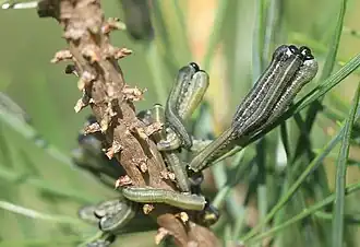 Typisches Fraßbild der Larven von Neodiprion sertifer