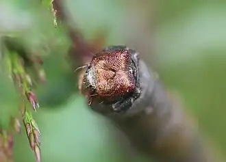 Raupe, Frontalansicht