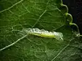 Raupe im Blatt