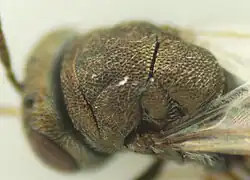 Dinarmus sp. ♂ – Thorax
