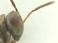 Dinarmus sp. ♂ – Fühler