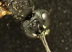 ♀ Kopf, Dorsalansicht